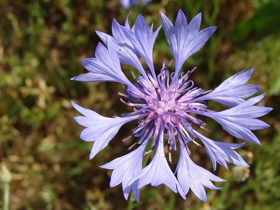 fiore di centaurea