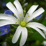 Centocchio