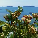 Pianta dei chiodi di garofano