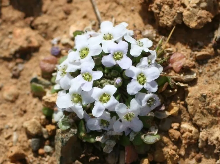 coclearia particolare