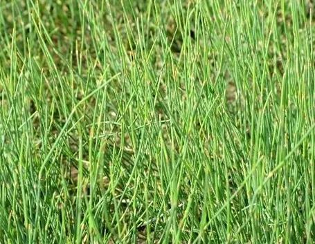 pianta di efedra