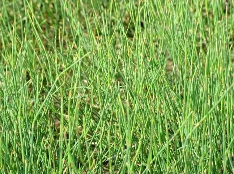 pianta di efedra
