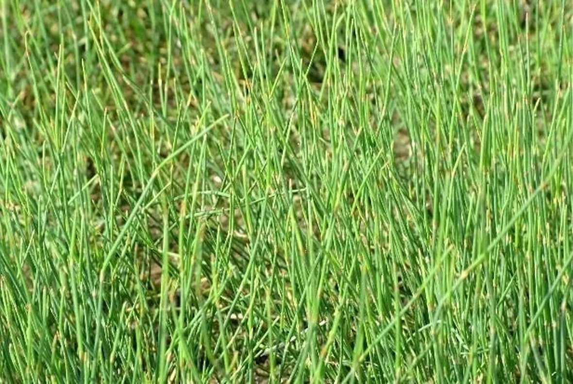pianta di efedra