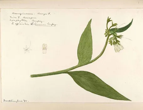 Illustrazione botanica della consolida