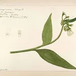 Illustrazione botanica della consolida