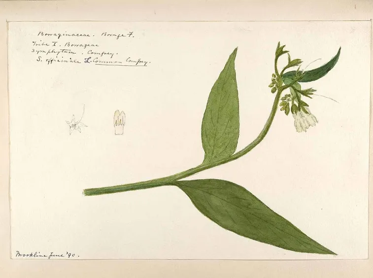 Illustrazione botanica della consolida