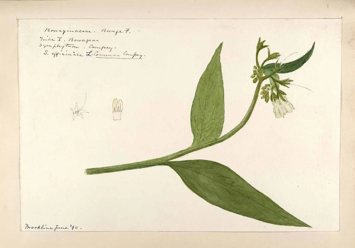 Illustrazione botanica della consolida