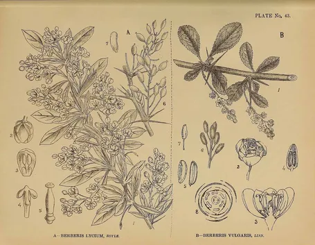 Illustrazione botanica di crespino, accanto ad un'altra specie del genere Berberis