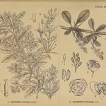Illustrazione botanica di crespino, accanto ad un'altra specie del genere Berberis
