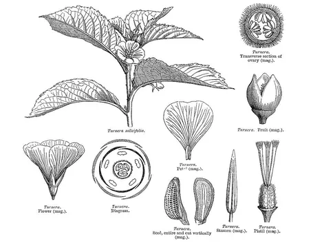 Disegno botanico della turnera aphrodisiaca