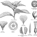 Disegno botanico della turnera aphrodisiaca