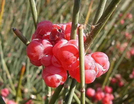 Piante di Efedra con brattee