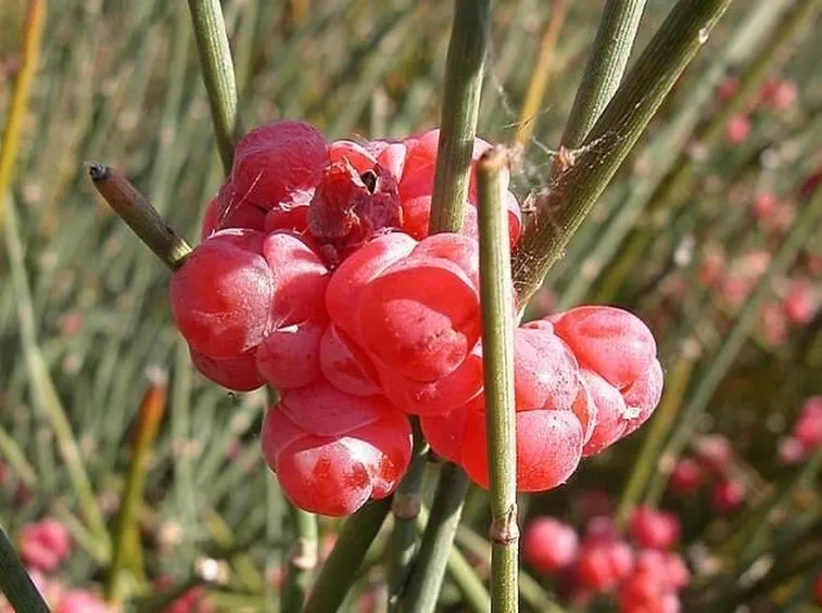 Piante di Efedra con brattee