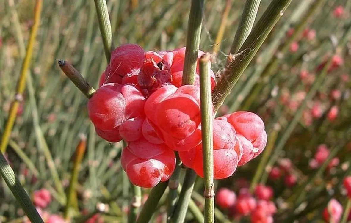 Piante di Efedra con brattee
