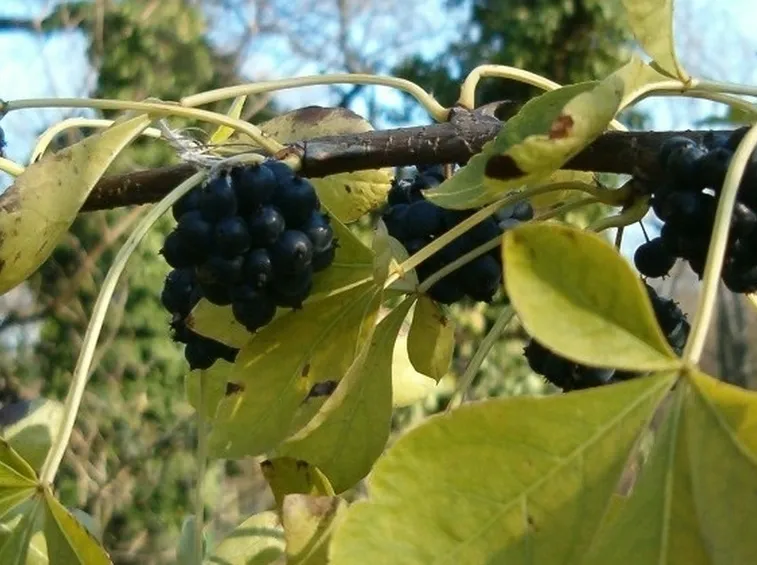 pianta di Eleuterococco