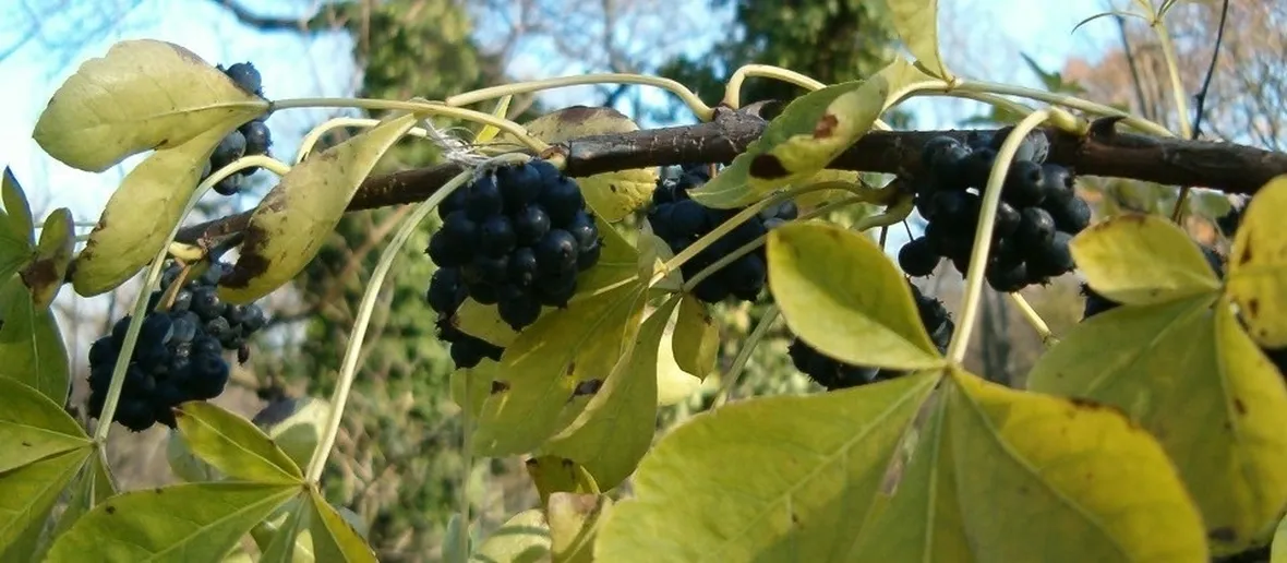 pianta di Eleuterococco
