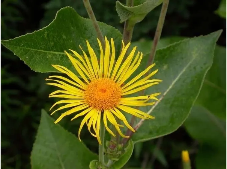 enula fiore