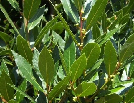 pianta d'equiseto