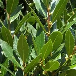 pianta d'equiseto