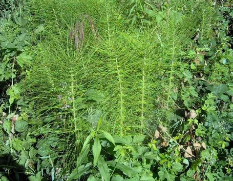 Pianta di equiseto