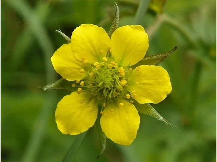 erba benedetta: particolare di fiore