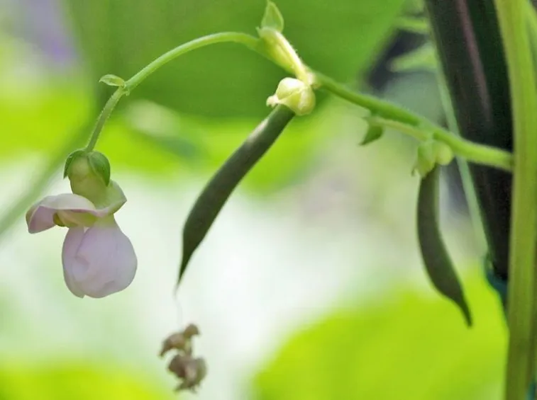 fagiolo con fiore