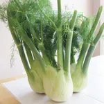 finocchi