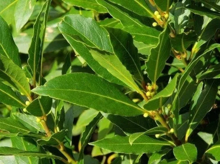 Foglie di alloro in estate