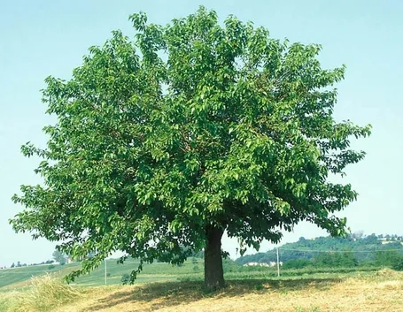 Un esemplare di Morus Alba, o gelso bianco
