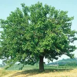 Un esemplare di Morus Alba, o gelso bianco