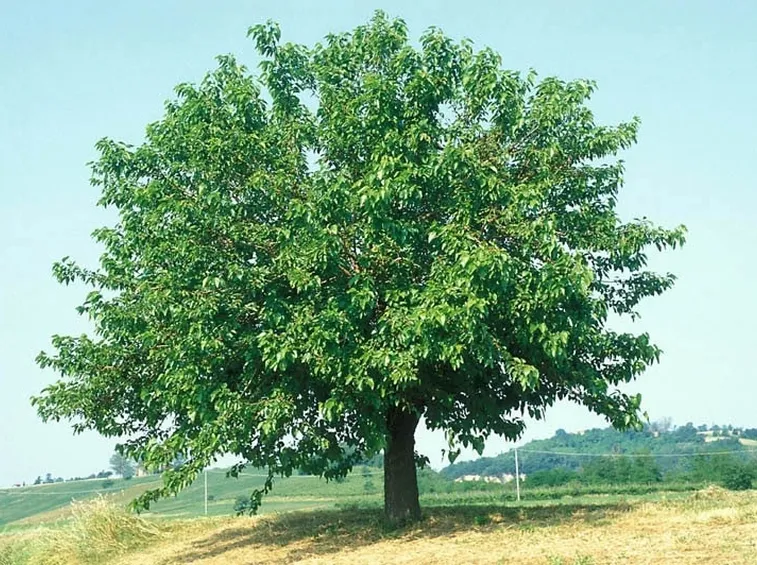 Un esemplare di Morus Alba, o gelso bianco