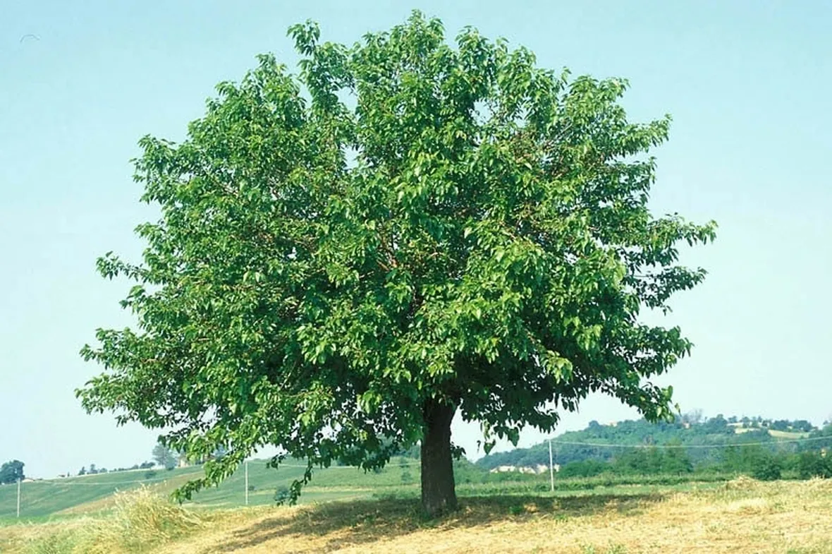 Un esemplare di Morus Alba, o gelso bianco