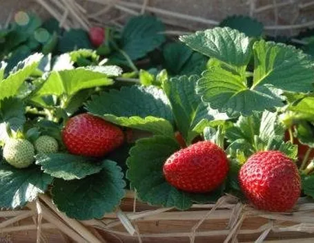 fragole con foglie