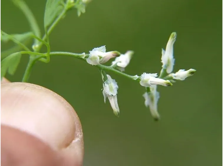 piccolissima fumaria