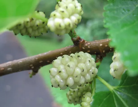 bacche di gelso bianco