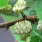 bacche di gelso bianco