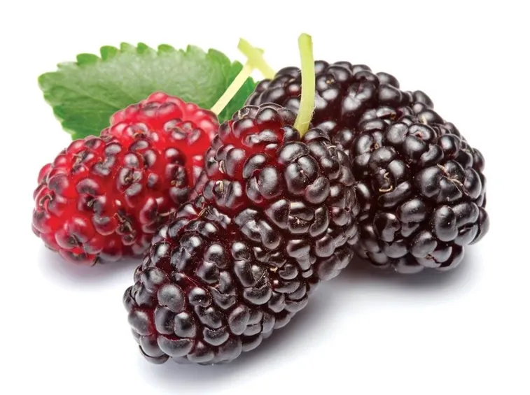 bacche di gelso nero