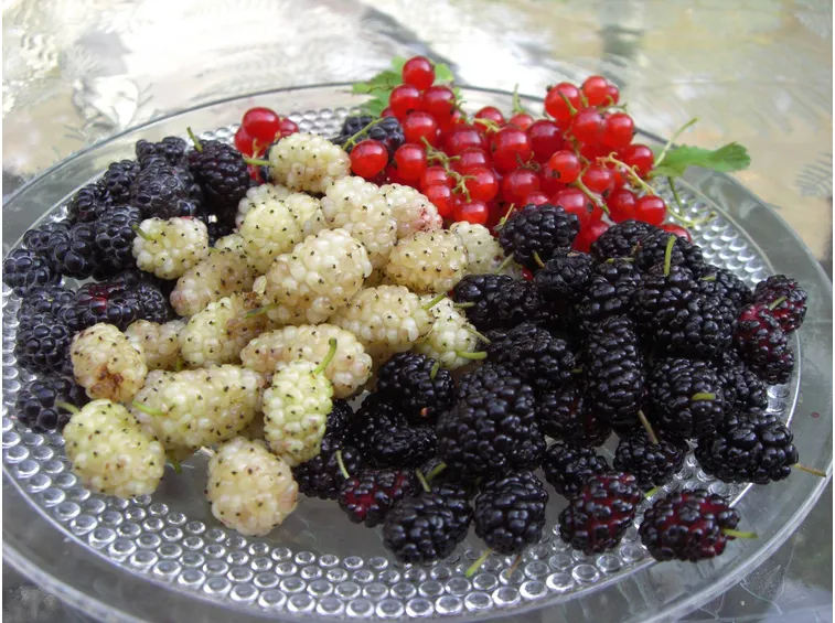 bacche di gelso