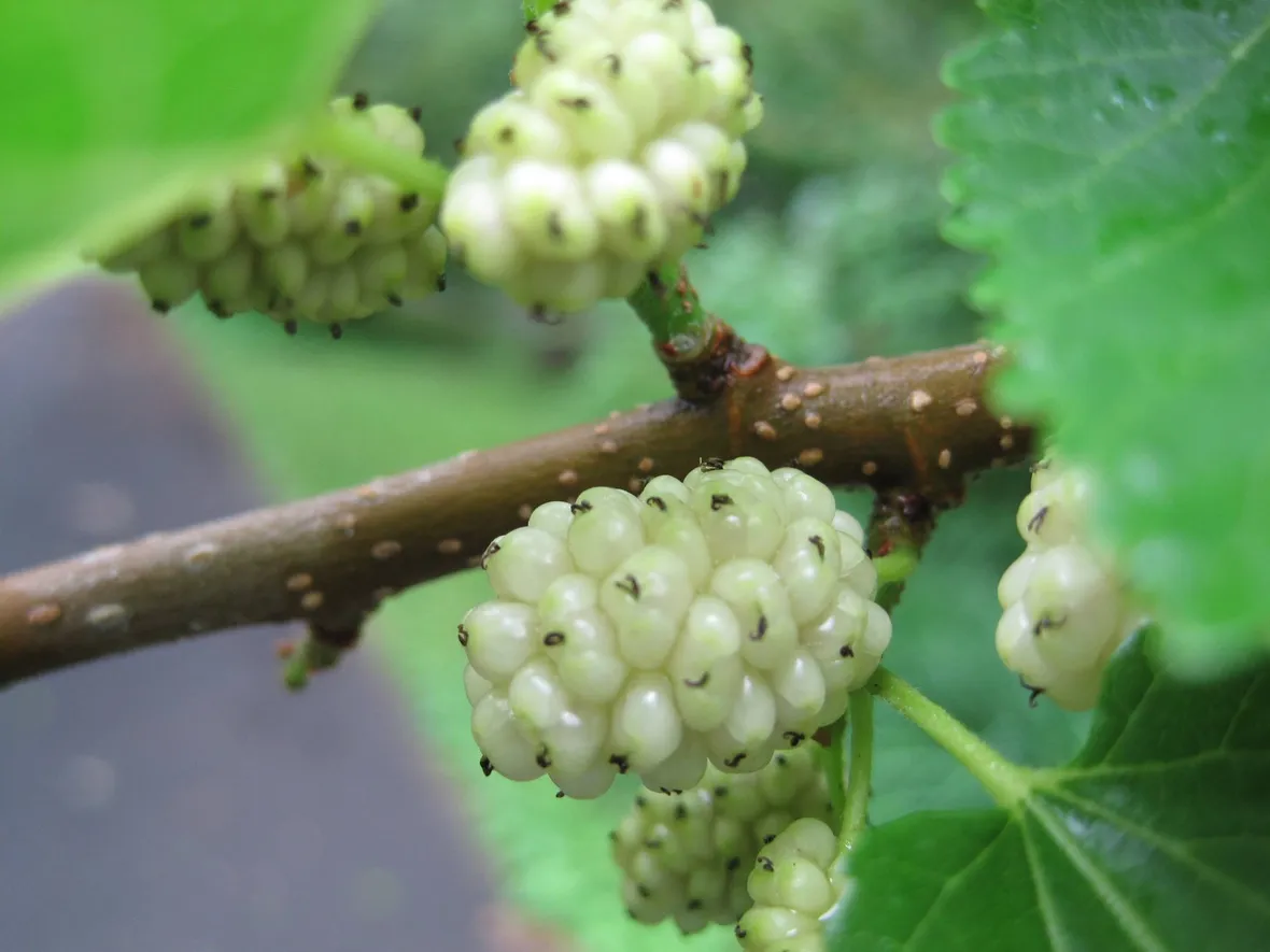 bacche di gelso bianco