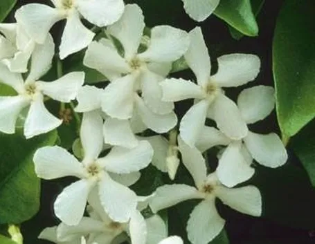 fiori gelsomino