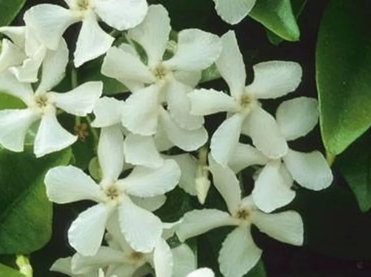 fiori gelsomino