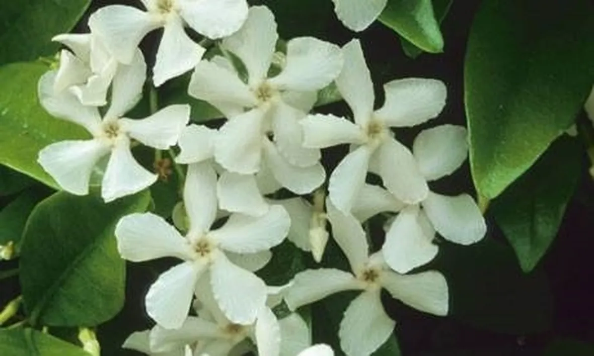 fiori gelsomino
