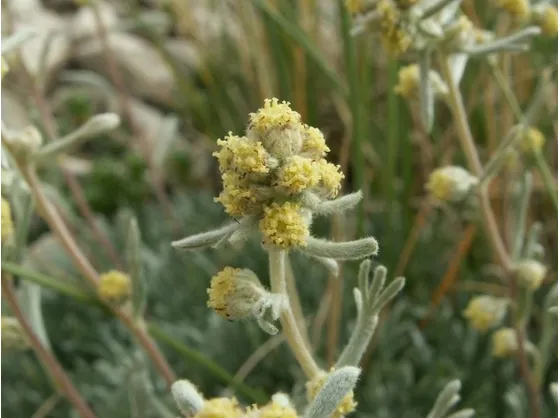 genepi particolare fiore