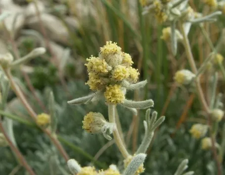 genepi particolare fiore