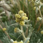genepi particolare fiore