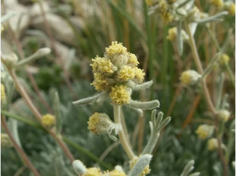 genepi particolare fiore
