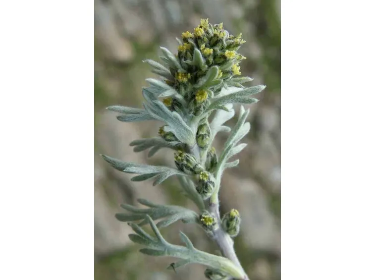 genepi foglie e boccioli