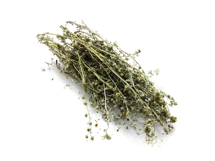 piantine per infuso