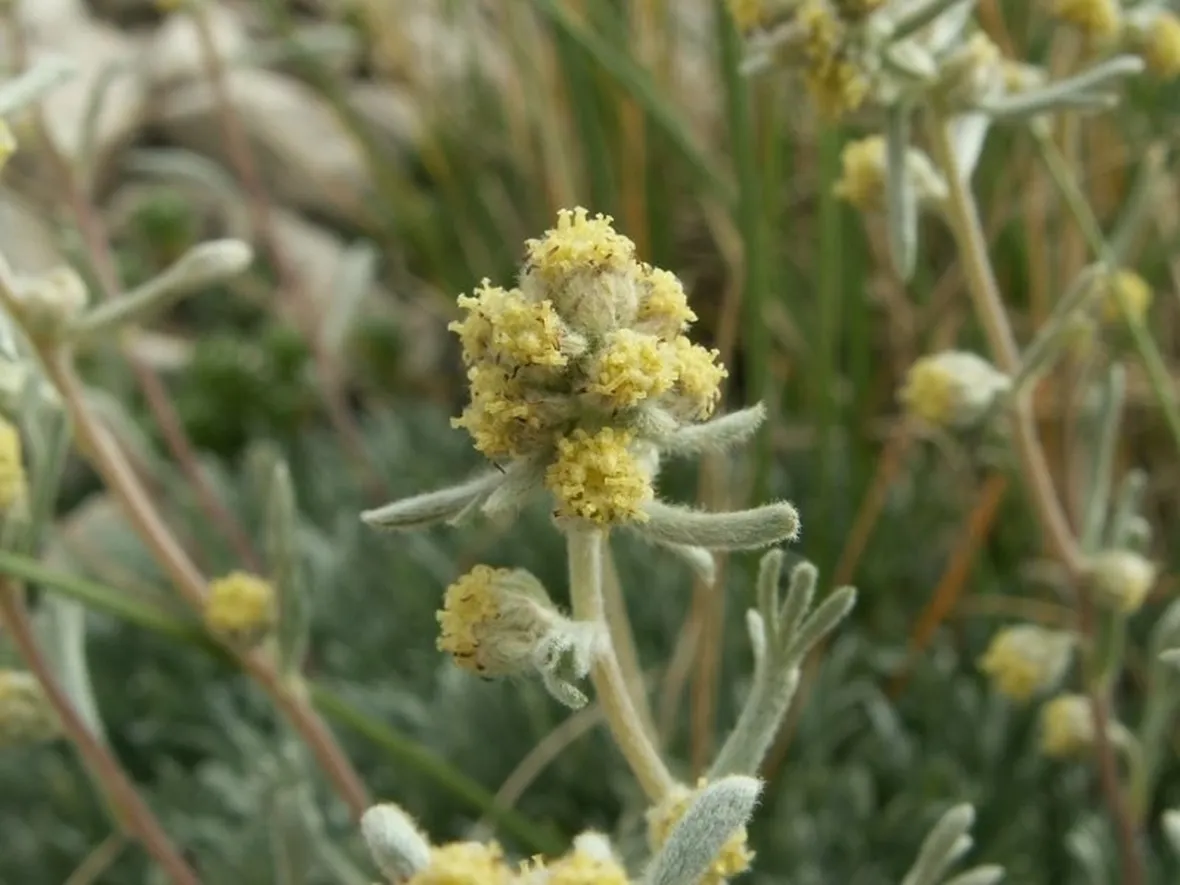genepi particolare fiore