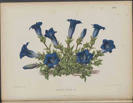 Illustrazione botanica di Gentiana acaulis, o genzianella